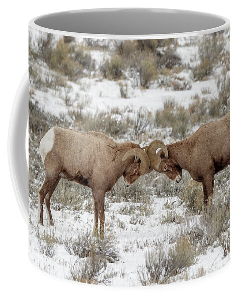 Bighorn Coffee Mug featuring the photograph Head Butt by Ronnie And Frances Howard