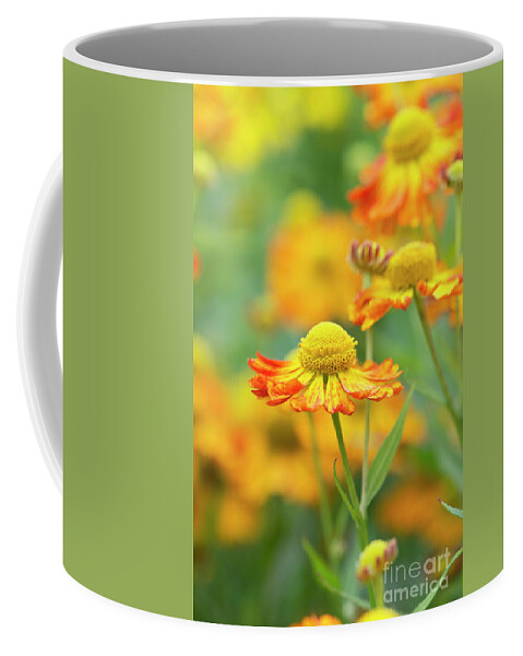 Helenium Oldenburg Coffee Mug featuring the photograph Helenium Oldenburg in Flower by Tim Gainey