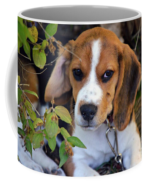 Beagle Puppy Coffee Mug featuring the photograph Hermine The Beagle by Thomas Schroeder