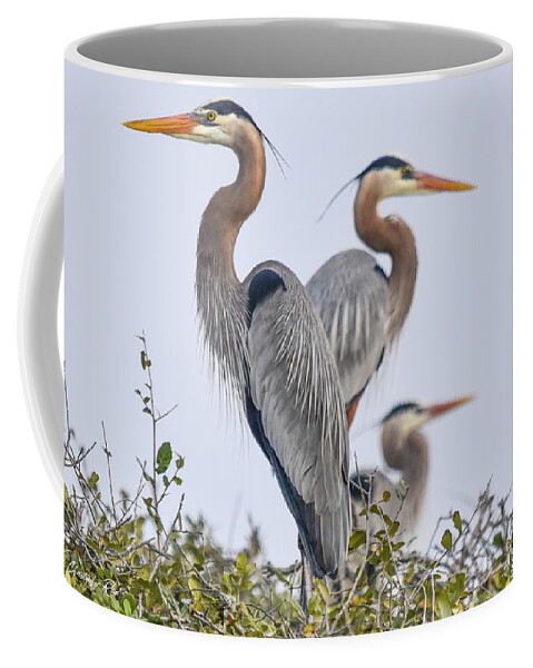 Heron Coffee Mug featuring the photograph Herons Showing a Little Heart by Christopher Rice