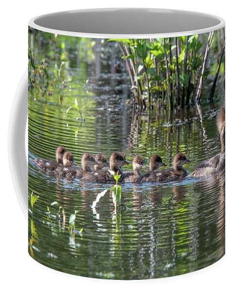 Nature Coffee Mug featuring the photograph Hooded Merganser and Her Ducklings DWF0200 by Gerry Gantt