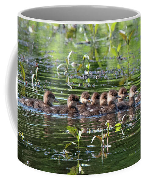 Nature Coffee Mug featuring the photograph Hooded Merganser Ducklings DWF0203 by Gerry Gantt