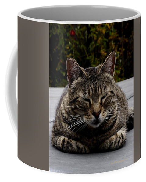 Animal Coffee Mug featuring the photograph Hot Tub Cat by Richard Thomas