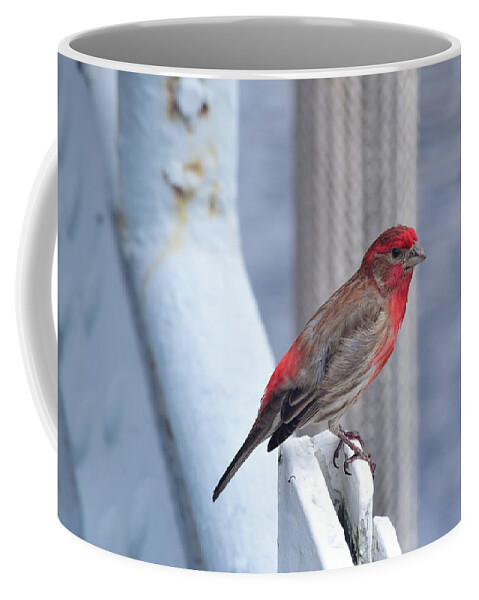 Finch Coffee Mug featuring the photograph House Finch on the U.S.S. Wisconsin by Nicole Lloyd