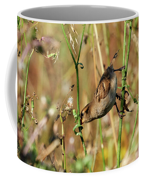 Branch Coffee Mug featuring the photograph House Sparrow Female Perched by Pablo Avanzini