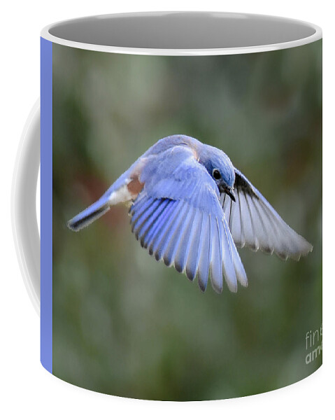 Bluebird Coffee Mug featuring the photograph Hovering Bluebird by Amy Porter