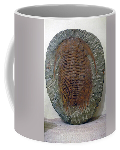 Erfouad Coffee Mug featuring the photograph Huge trilobite fossil, hundreds of millions of years old by Steve Estvanik