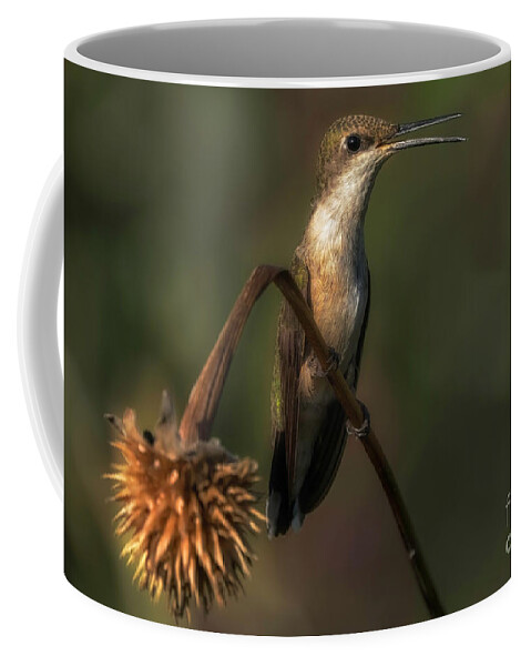 Hummingbird Coffee Mug featuring the photograph Hummingbird Sitting by Bill Frische