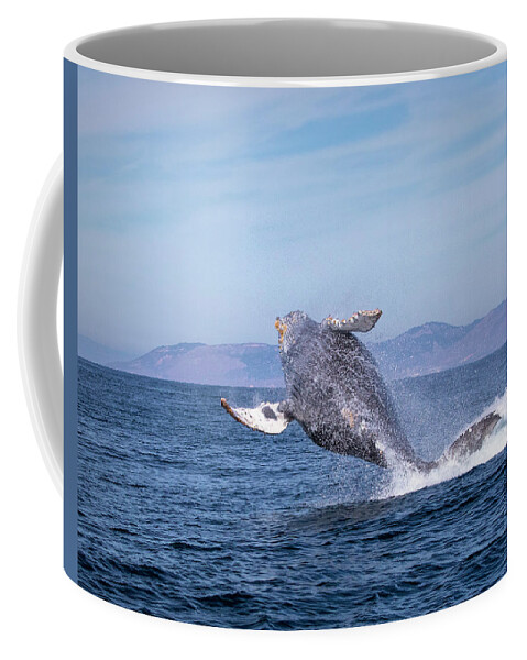 California Coffee Mug featuring the photograph Humpback Breaching - 03 by Cheryl Strahl