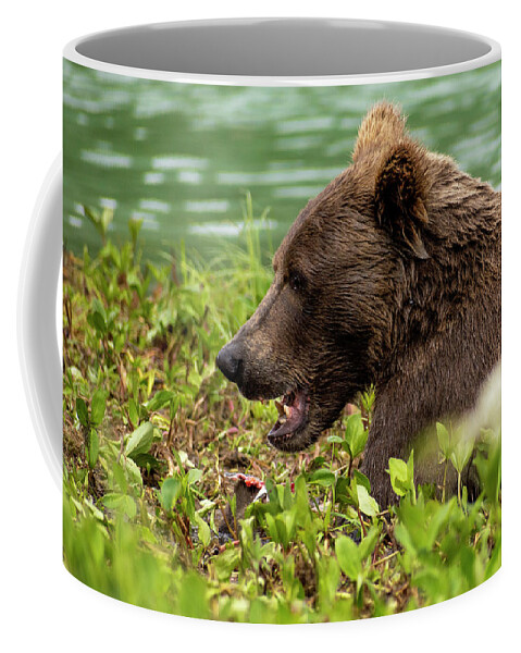 Hungry Coffee Mug featuring the photograph Hungry Bear by Chad Dutson