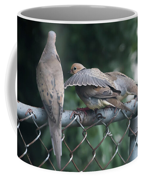 Terry D Photography Coffee Mug featuring the photograph I'll Always Be There For You Mourning Doves by Terry DeLuco