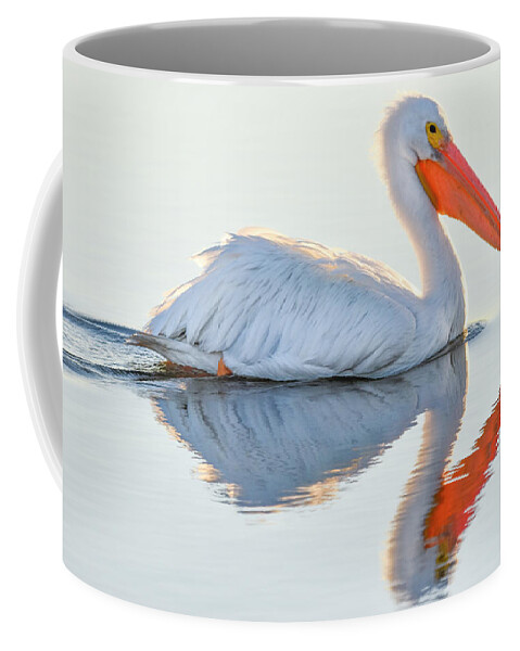 White Pelican Coffee Mug featuring the photograph Illuminated Reflections by Christopher Rice