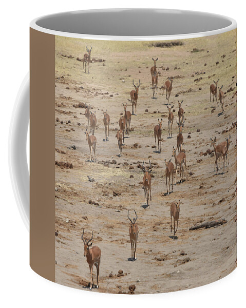 Impala Coffee Mug featuring the photograph Impala Coming to Water by Ben Foster
