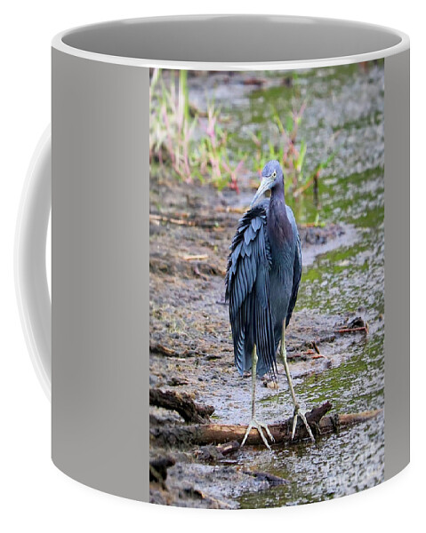 Heron Coffee Mug featuring the photograph Impressive Feathers on Little Blue Heron by Carol Groenen