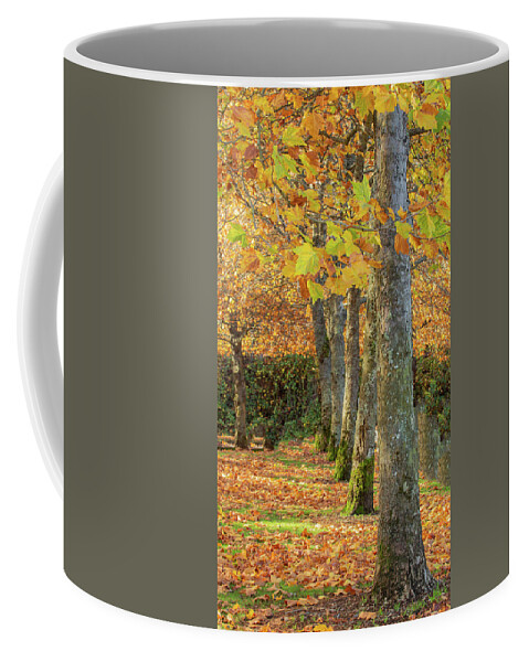 Autumn Coffee Mug featuring the photograph In a Row by Bob Cournoyer