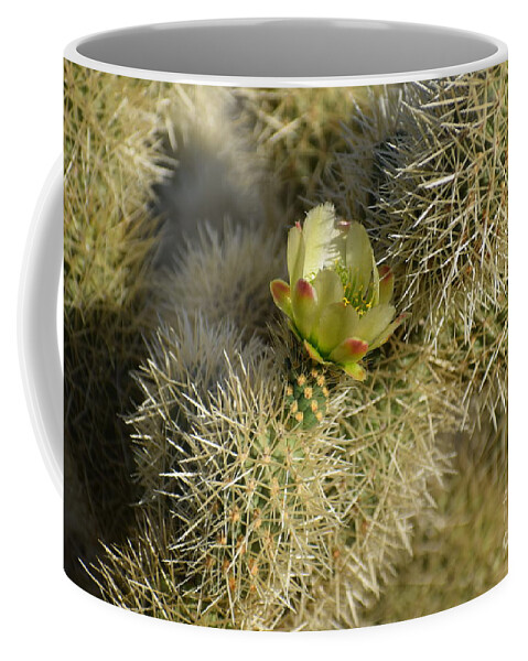 Teddy Bear Cholla Coffee Mug featuring the photograph In The Arms Of A Teddy Bear by Janet Marie