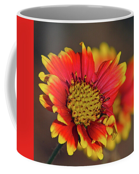 Flower Coffee Mug featuring the photograph Indian Blanket by Michael Allard