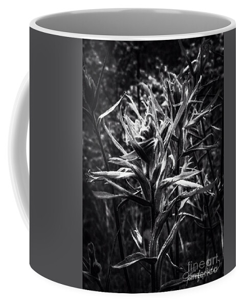 Indian Paintbrush/ Flowers/black/white/ Photograph/ Nature/ Coffee Mug featuring the photograph Indian Paintbrush by Jennifer Lake