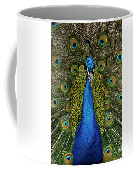 Feb0514 Coffee Mug featuring the photograph Indian Peacock Displaying by Hiroya Minakuchi