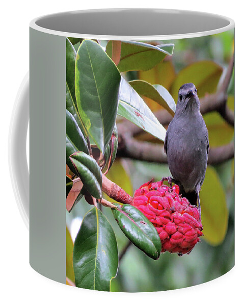 Gray Catbird Coffee Mug featuring the photograph Indignant Gray Catbird Having Breakfast by Linda Stern