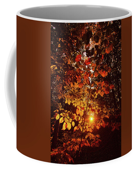 Inspired Coffee Mug featuring the photograph Into The Forest by Phil Koch