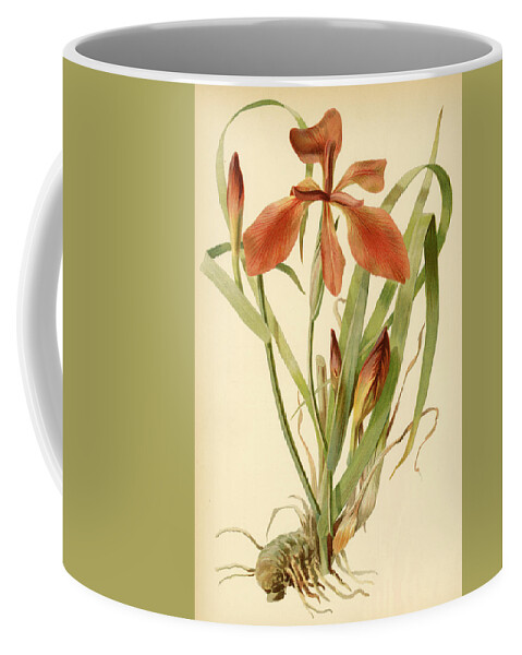 Iris Coffee Mug featuring the mixed media Iris Cuprea Copper Iris. by Unknown