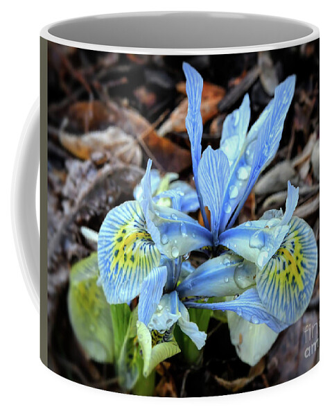 Iris Coffee Mug featuring the photograph Iris With Droplets by Kerri Farley