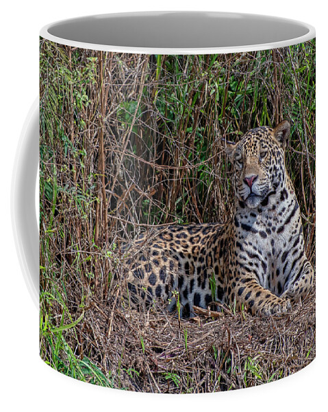 Jaguar Coffee Mug featuring the photograph Jaguar 418 by Wade Aiken