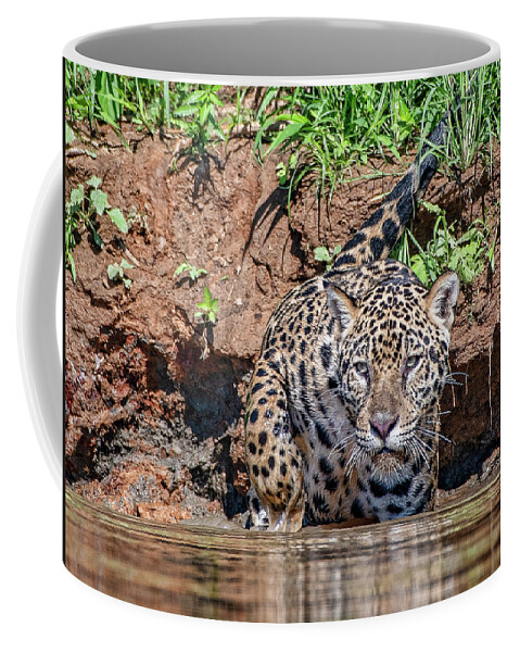Jaguar Coffee Mug featuring the photograph Jaguar 511 by Wade Aiken