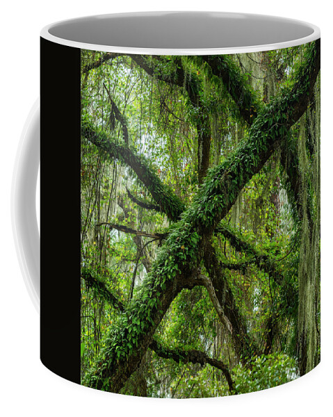 Georgia Coffee Mug featuring the photograph Jekyll Island Draperies by James Covello