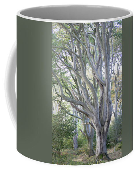 Beech Tree Coffee Mug featuring the photograph Jenny's Tree by Anita Nicholson