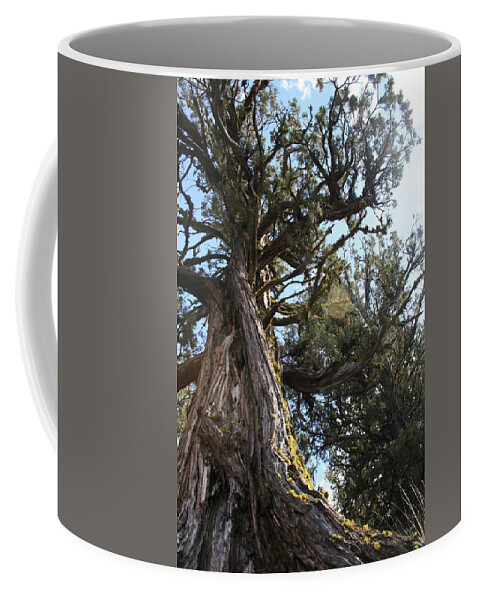 Juniper Flare Coffee Mug featuring the photograph Juniper Flare by Dylan Punke