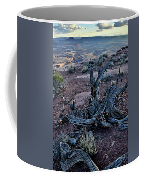 Canyonlands National Park Coffee Mug featuring the photograph Junipers on Rim Overlooking Green River by Ray Mathis