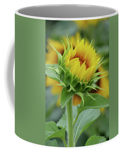 Sunflower Coffee Mug featuring the photograph Just Before Full Bloom by Mary Anne Delgado