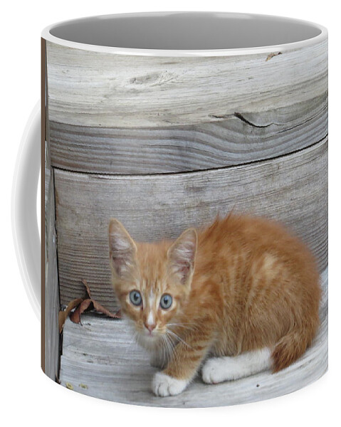 Kitten Coffee Mug featuring the photograph Just Chillin' by Aaron Martens