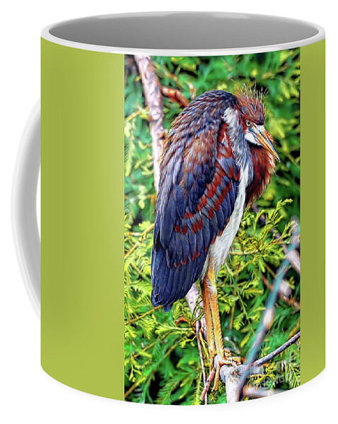 Herons Coffee Mug featuring the mixed media Juvenile Tricolored Heron Art by DB Hayes