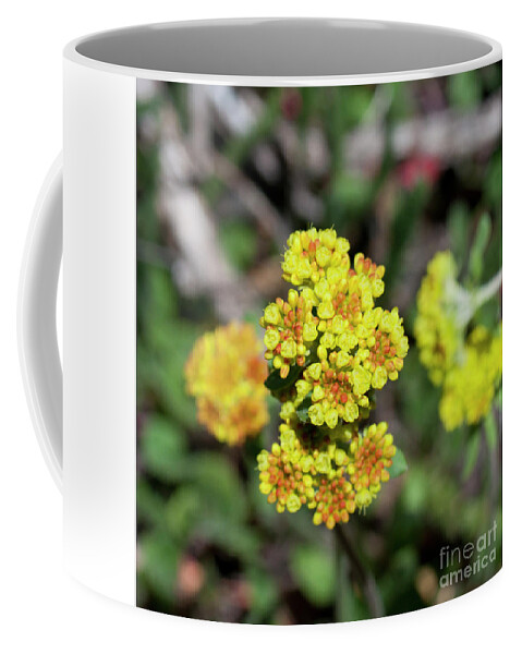 Grand Mesa Coffee Mug featuring the photograph Kannah Creek Sulfur Flower by Julia McHugh
