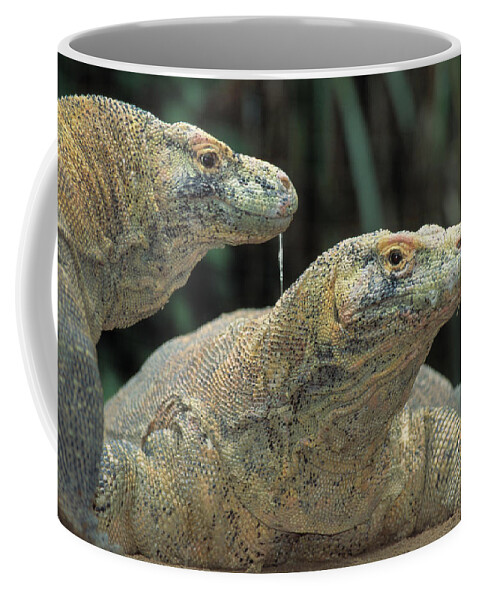 Animal Coffee Mug featuring the photograph Komodo Dragon Pair Varanus Komodoensis by Nhpa
