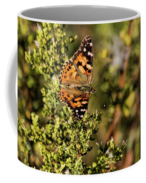 Butterfly Coffee Mug featuring the photograph Lady's Way by Alana Thrower