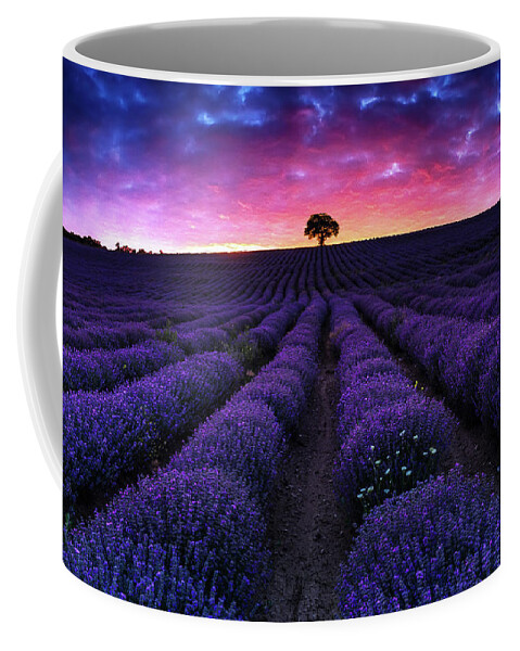 Afterglow Coffee Mug featuring the photograph Lavender Dreams by Evgeni Dinev