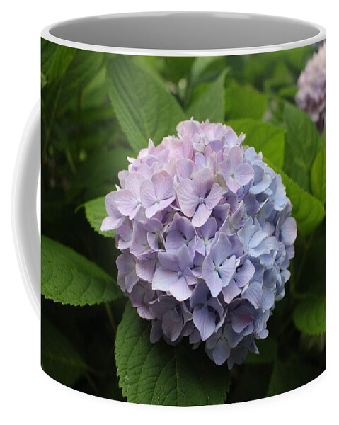 Lavender Coffee Mug featuring the photograph Lavender Hydrangea, Cape May by Christopher Lotito