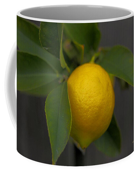 Botanical Coffee Mug featuring the photograph Lemon Fence by Richard Thomas