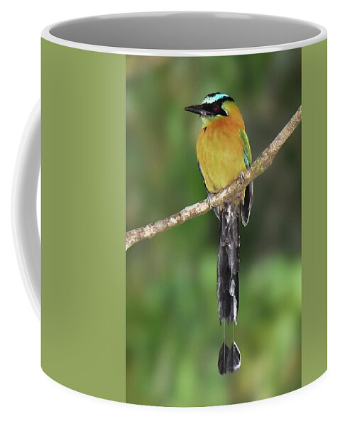 Neotropical Bird Coffee Mug featuring the photograph Lesson's Motmot by Alan Lenk