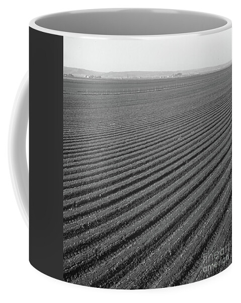 Row Coffee Mug featuring the photograph Lettuce Field In Salinas Valley, California, 1939 by Dorothea Lange