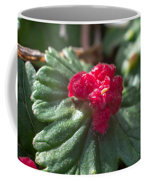 Macro Coffee Mug featuring the photograph Life Cycles by Ivars Vilums