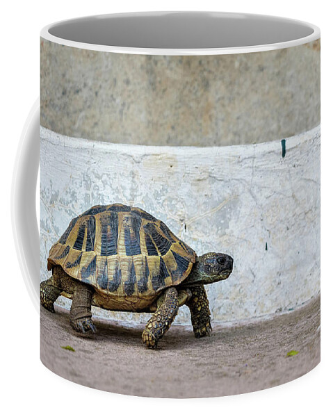 Animal Coffee Mug featuring the photograph Life in the Fast Lane by Rick Deacon