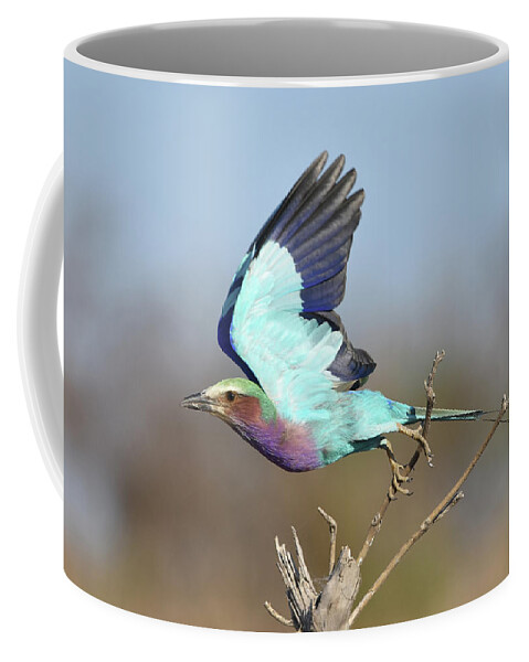 Roller Coffee Mug featuring the photograph Lilac-Breasted Roller on Takeoff by Ben Foster