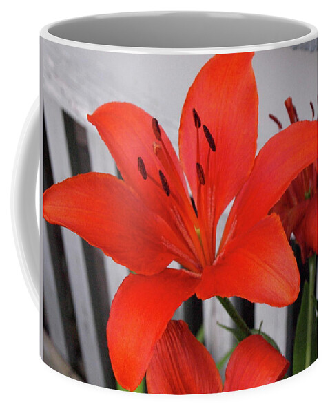Lily Coffee Mug featuring the photograph Lilixplosion 8 by Jeffrey Peterson