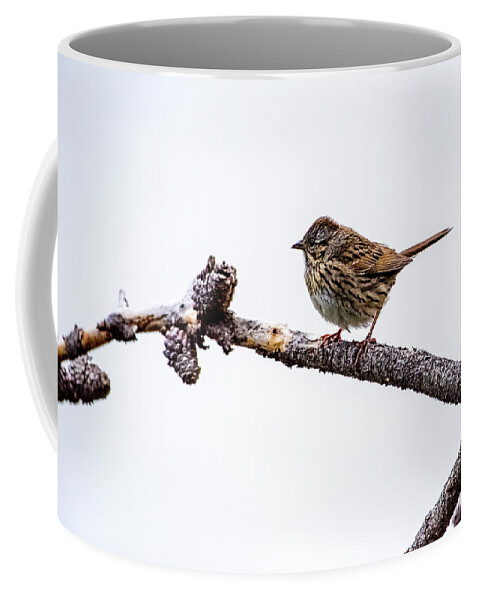 Wildlife Coffee Mug featuring the photograph Lincoln's Sparrow by David Morefield