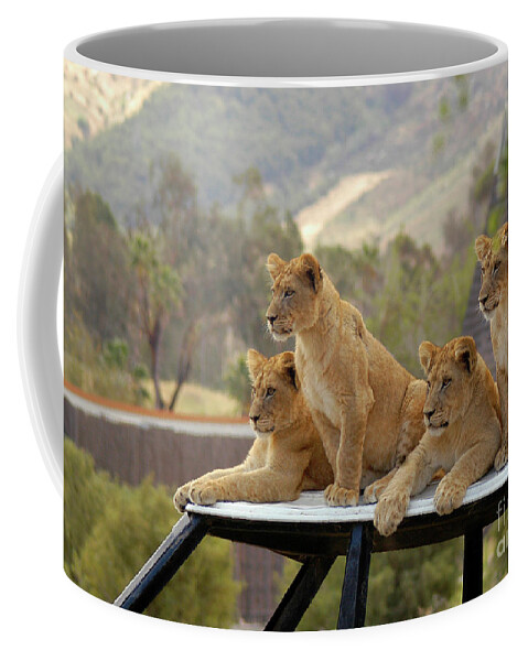 Cub Coffee Mug featuring the photograph Lion cubs waiting for mom and dad to get back. by Gunther Allen